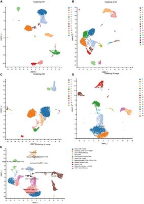 Interaction between human leukocyte antigen (HLA-C) and killer cell Ig-like receptors (KIR2DL) inhibits the cytotoxicity of natural killer cells in patients with hepatoblastoma